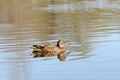 Wild duck swims in a city pond on a sunny day Royalty Free Stock Photo