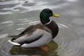 Wild duck swims and eat on the lake