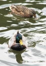 Wild duck swims and eat on the lake