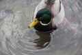 Wild duck swims and eat on the lake