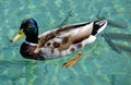 Wild duck swims in the lake in summer