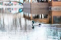 A wild duck swims over a city pond Royalty Free Stock Photo