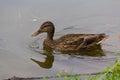 Wild duck swims in the pond Royalty Free Stock Photo