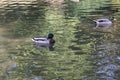 Wild duck swims in the pond and cleans feathers Royalty Free Stock Photo