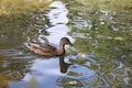 Wild duck swims in the pond in the park Royalty Free Stock Photo