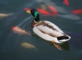 The wild duck swims in a pond with red fishes Royalty Free Stock Photo