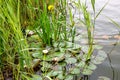 A wild duck swims on a pond in reeds with river lilies. Royalty Free Stock Photo