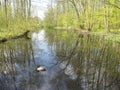 Wild duck swims through pond in spring with fresh leaves on trees in park near utrecht Royalty Free Stock Photo