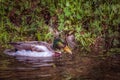 Wild duck swims in the pond in the water migratory birds in the park Royalty Free Stock Photo