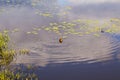 Wild duck swims, small pond Royalty Free Stock Photo