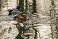 Wild duck, tangerine, swims on a winter lake