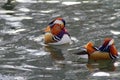 Wild duck, tangerine, swims on a winter lake