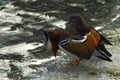 Wild duck, tangerine, swims on a winter lake