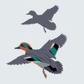 Wild duck vector illustration style Flat Royalty Free Stock Photo