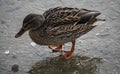 A wild duck walking on the fresh textured ice of an icy lake Royalty Free Stock Photo