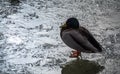 A wild duck walking on the fresh textured ice of an icy lake Royalty Free Stock Photo