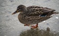 A wild duck walking on the fresh textured ice of an icy lake Royalty Free Stock Photo