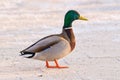 Wild duck walks Royalty Free Stock Photo