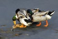 Wild ducks Royalty Free Stock Photo