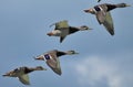 Wild ducks above Lake Balaton Royalty Free Stock Photo