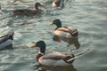Wild ducks, Wild animals, lake