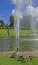 Wild ducks around pool and fountains of Pioneer Women`s Memorial at King`s Park and Botanic Garden in Perth, Australia. Royalty Free Stock Photo