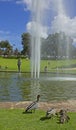 Wild ducks around pool and fountains of Pioneer Women`s Memorial at King`s Park and Botanic Garden in Perth, Australia. Royalty Free Stock Photo