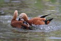 Wild ducks during breeding season