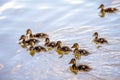 Wild ducks Chicks Royalty Free Stock Photo