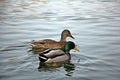 Wild ducks couple swimming on the lake Royalty Free Stock Photo
