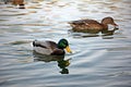 Wild ducks couple swimming on the lake Royalty Free Stock Photo
