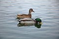 Wild ducks couple swimming on the lake Royalty Free Stock Photo