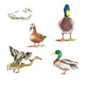 Wild ducks in different poses