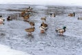 Wild ducks and drakes walk on thin ice in early spring. Royalty Free Stock Photo