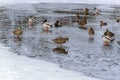 Wild ducks and drakes walk on thin ice in early spring Royalty Free Stock Photo