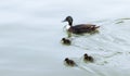 Wild ducks family with cute ducklings swimming in the river Royalty Free Stock Photo