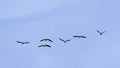 Wild ducks in flight on a soft blue sky - Anas platyrhynchos Royalty Free Stock Photo