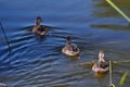 Wild ducks floating on the lake Royalty Free Stock Photo