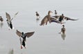 Wild ducks flying Royalty Free Stock Photo