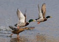 Wild ducks flying Royalty Free Stock Photo