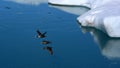 Wild ducks flying in formation Royalty Free Stock Photo