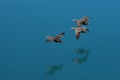 Wild ducks flying in formation Royalty Free Stock Photo