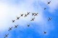 Wild ducks are flying high in the blue sky with white clouds. Royalty Free Stock Photo