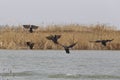 Wild ducks are flying in the lake Royalty Free Stock Photo