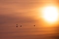 Wild ducks flying in the morning in an orange sky Royalty Free Stock Photo