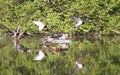 Wild ducks flying in the park . Mallard Duck in nature in the lake. Cover photo with ducks. Birds background. Fauna pattern. Birds Royalty Free Stock Photo