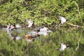 Wild ducks flying in the park . Mallard Duck in nature in the lake. Cover photo with ducks. Birds background. Fauna pattern. Birds Royalty Free Stock Photo