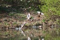 Wild ducks flying in the park . Mallard Duck in nature in the lake. Cover photo with ducks. Birds background. Fauna pattern. Birds Royalty Free Stock Photo