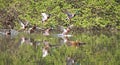 Wild ducks flying in the park . Mallard Duck in nature in the lake. Cover photo with ducks. Birds background. Fauna pattern. Birds Royalty Free Stock Photo