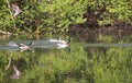 Wild ducks flying in the park . Mallard Duck in nature in the lake. Cover photo with ducks. Birds background. Fauna pattern. Birds Royalty Free Stock Photo